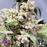 Gage Green Seeds Sun Maiden